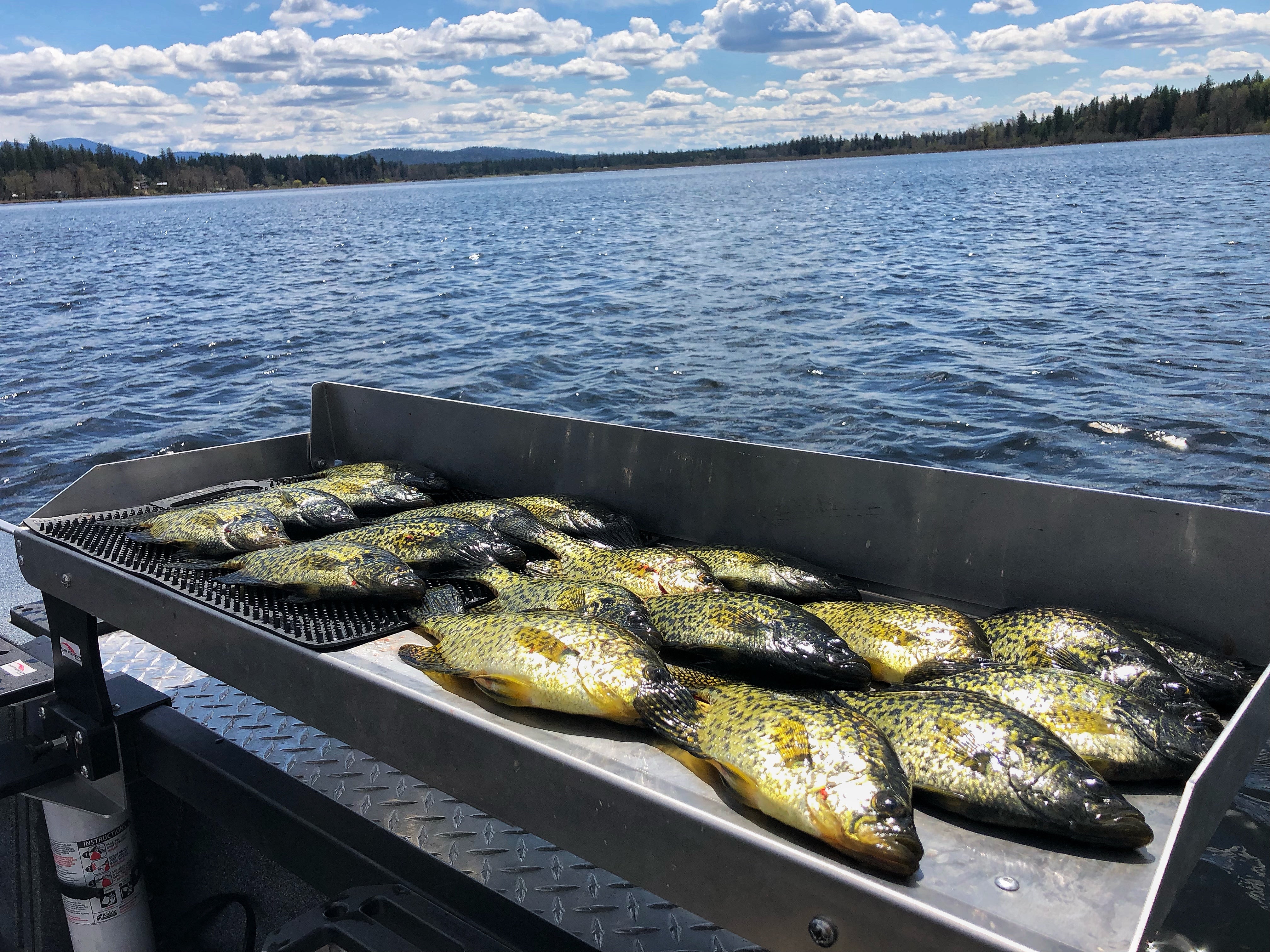 Small Fillet Table - Quick Release™ System (QRS)